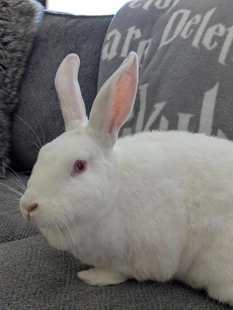 Margot, Adoptable, Adult Female New Zealand.