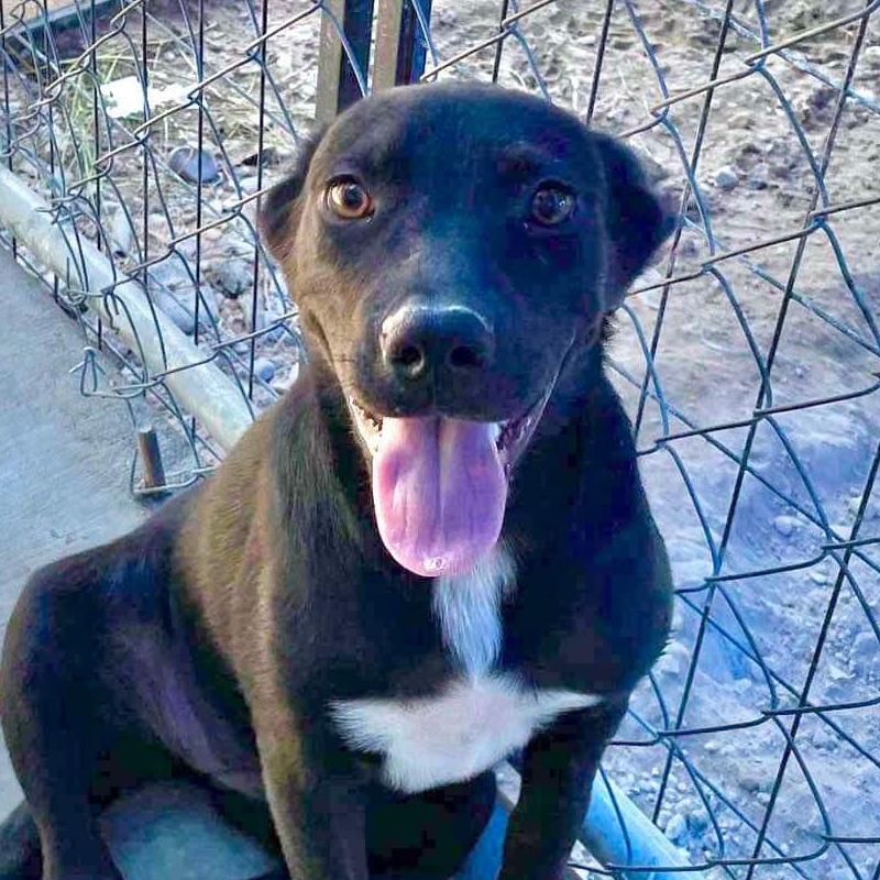 Dog for adoption Akira, a Labrador Retriever Mix in Pascoag, RI