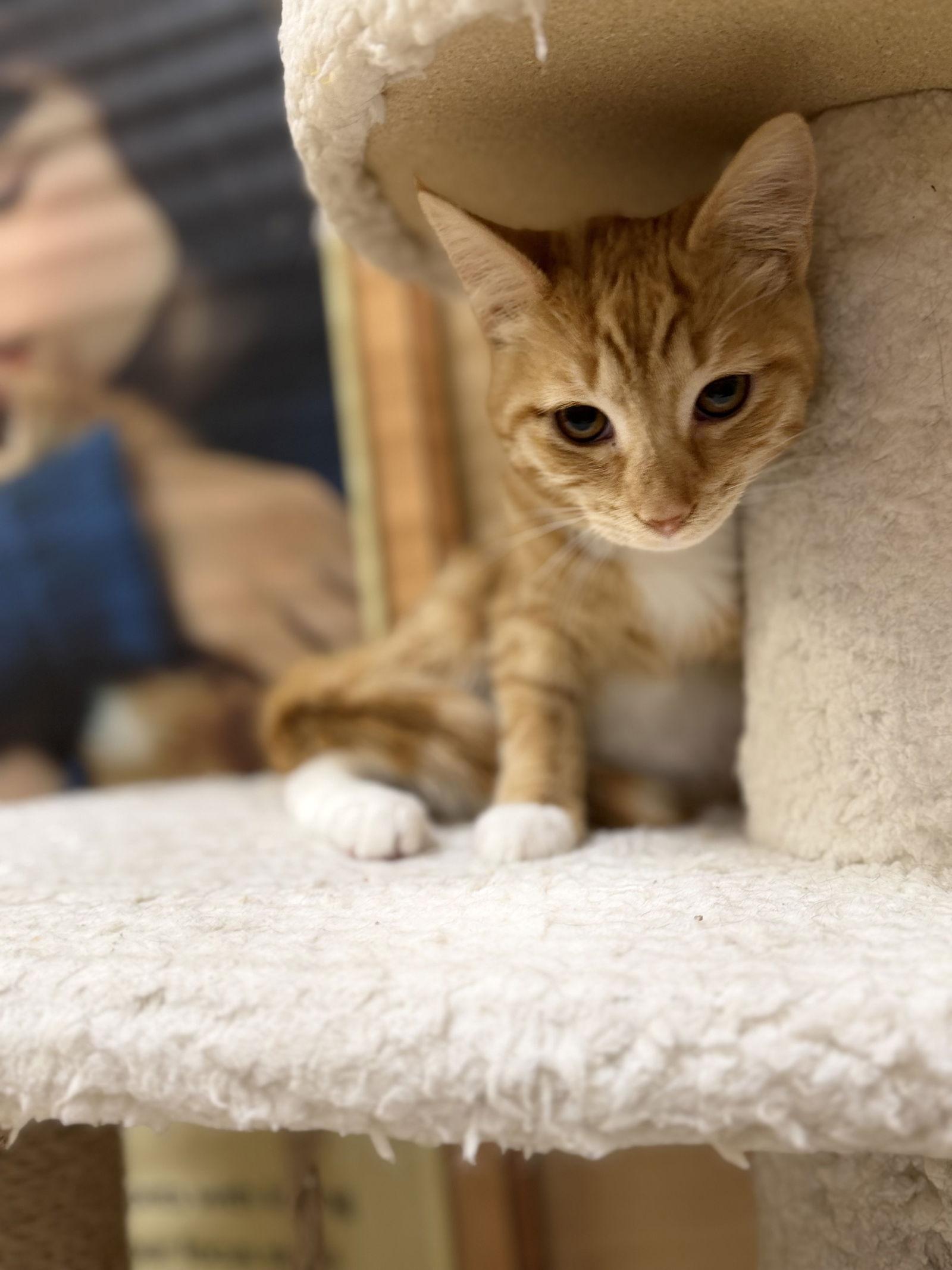 Sunshine, Adopted, Adult Female Domestic Short Hair & Tabby.