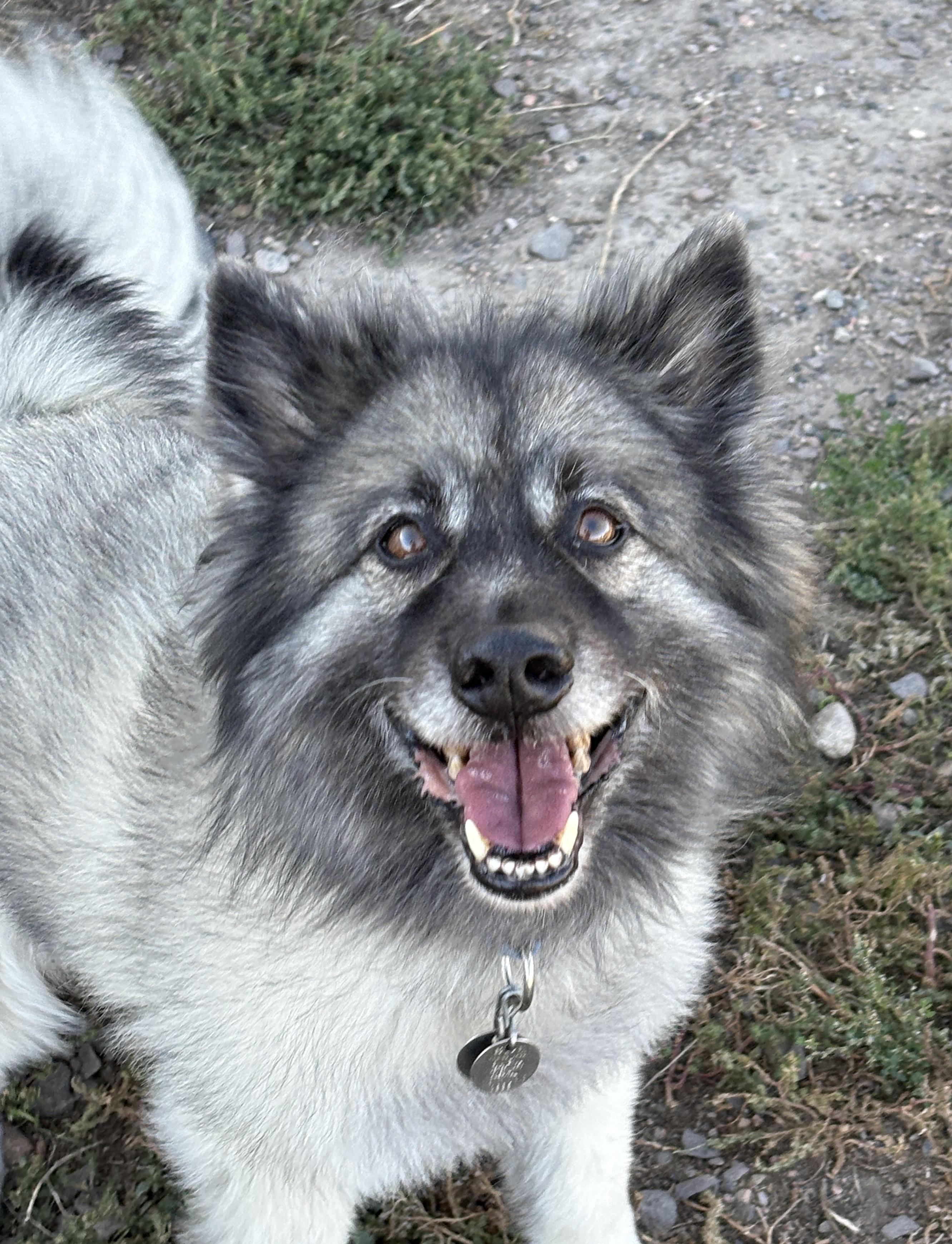 Enlarge Tucker, a Adopted Keeshond in Grant, NE image 1/6
