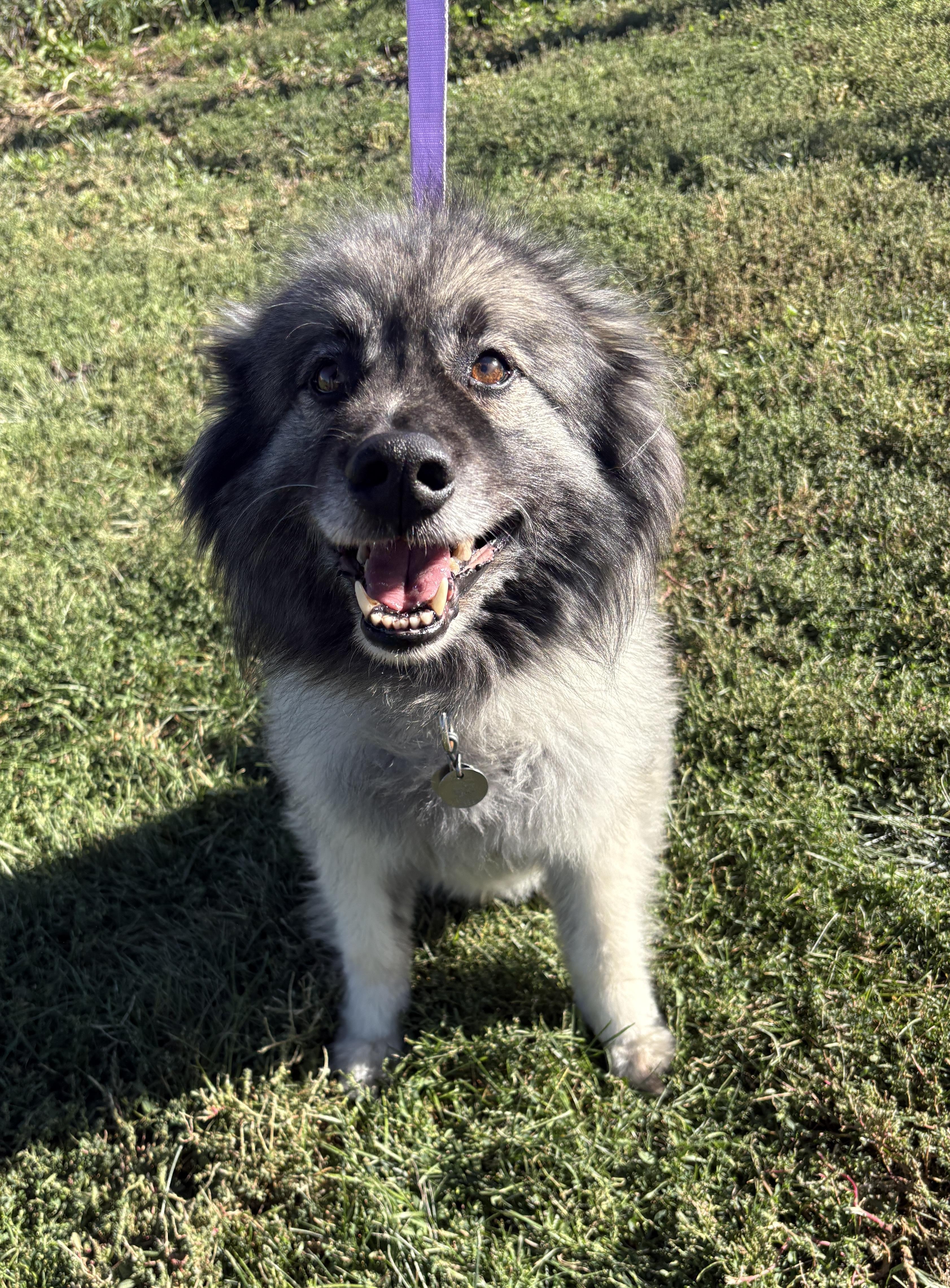 Enlarge Tucker, a Adopted Keeshond in Grant, NE image 4/6