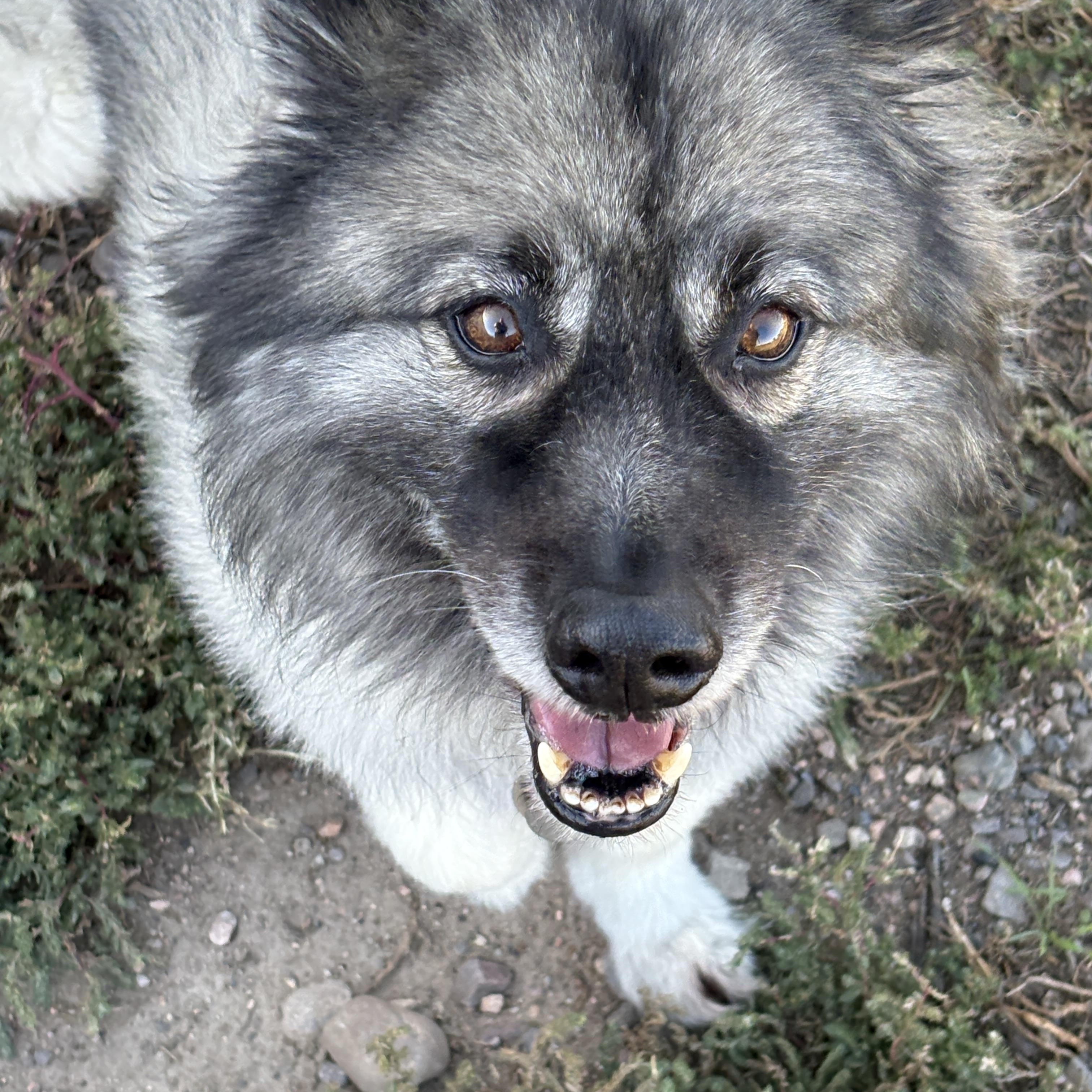 Enlarge Tucker, a Adopted Keeshond in Grant, NE image 3/6