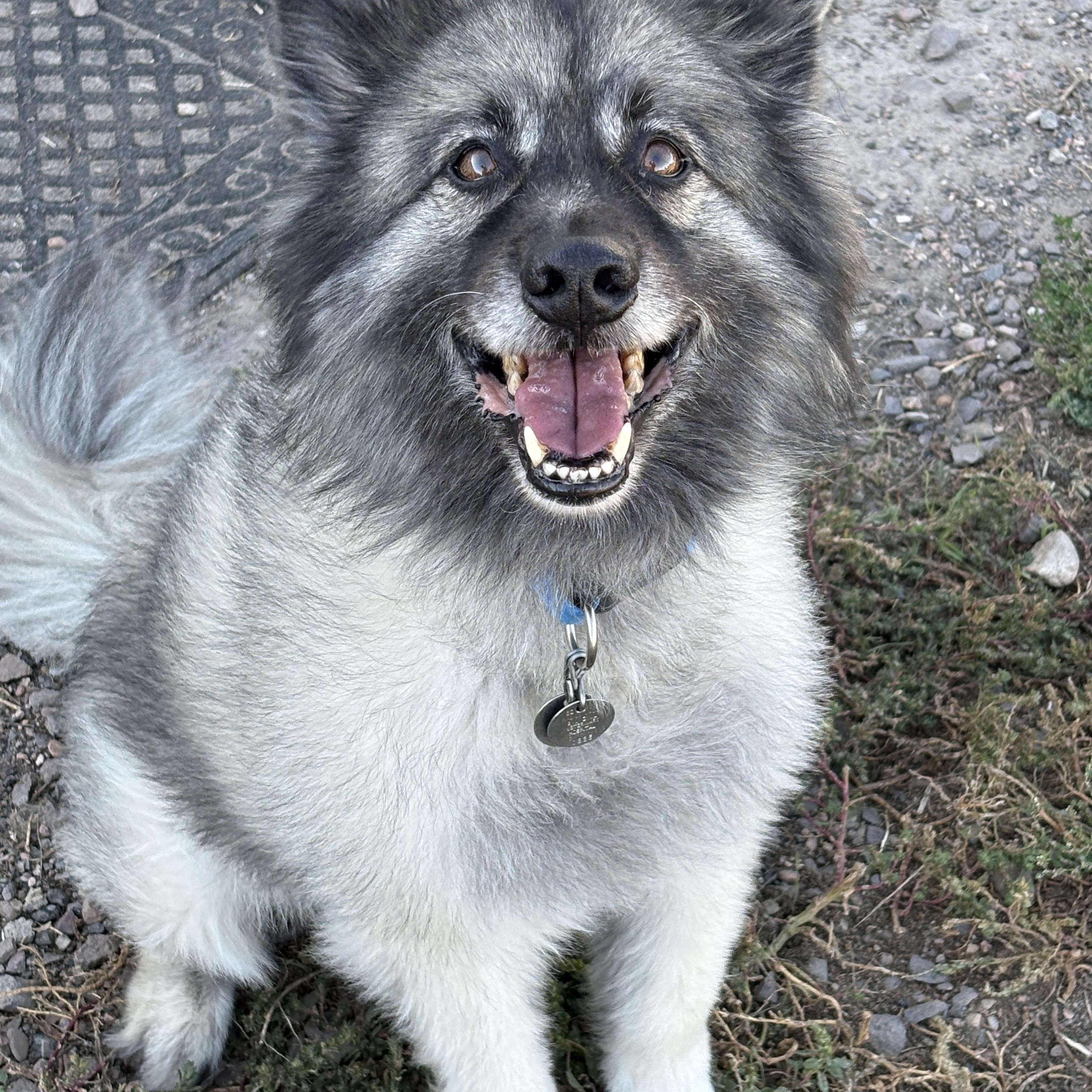 Enlarge Tucker, a Adopted Keeshond in Grant, NE image 2/6