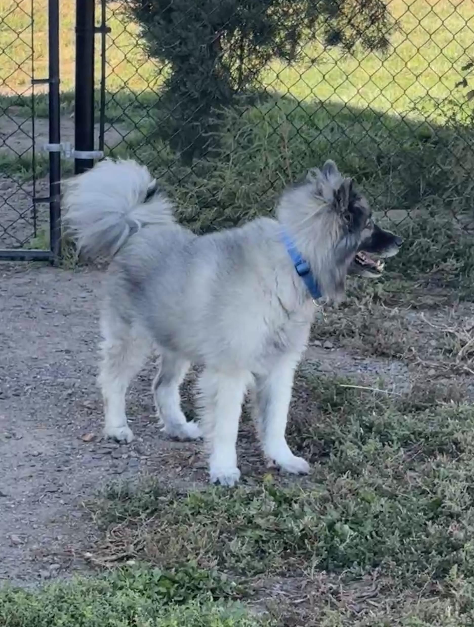 Enlarge Tucker, a Adopted Keeshond in Grant, NE image 5/6