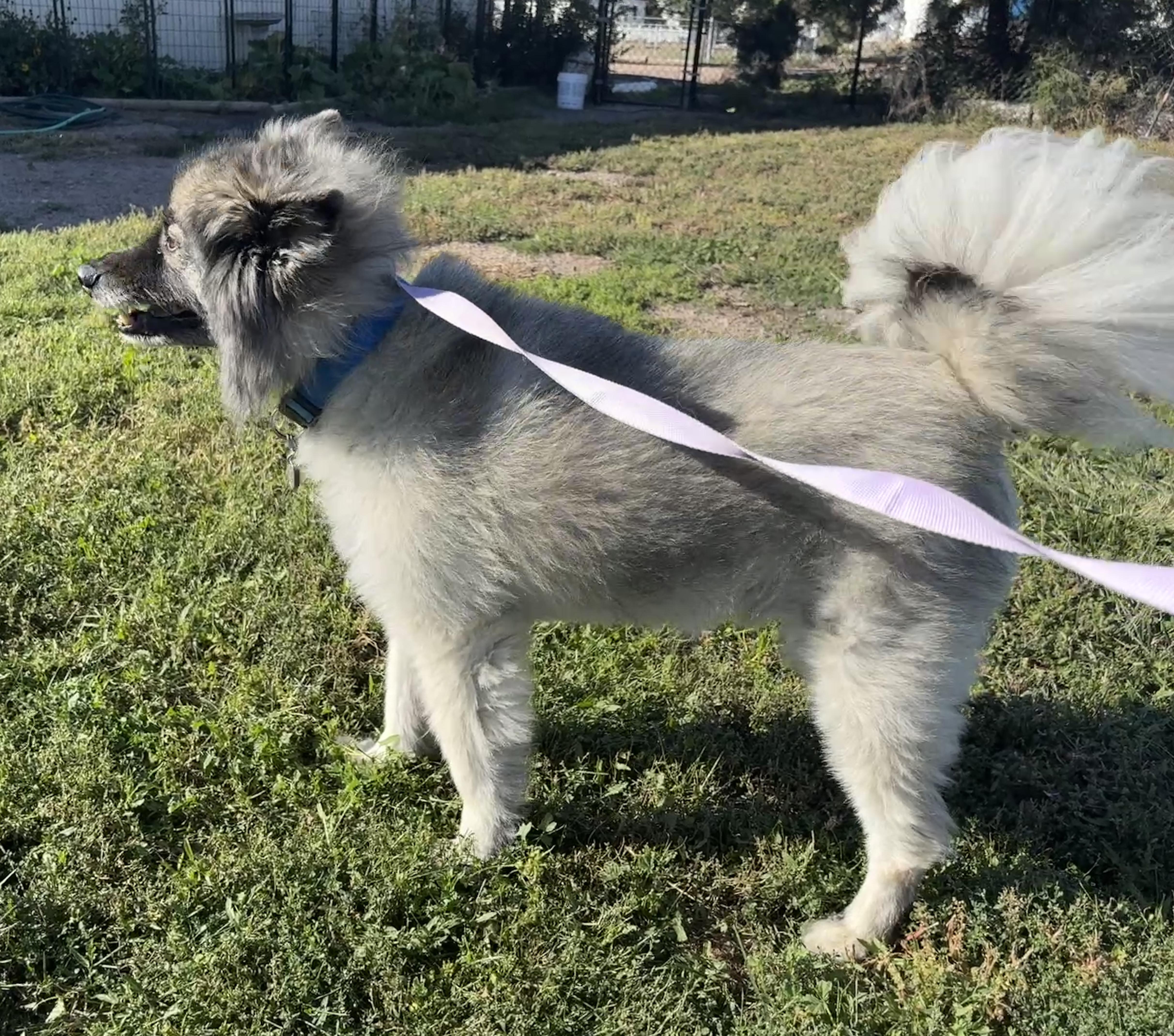 Enlarge Tucker, a Adopted Keeshond in Grant, NE image 6/6