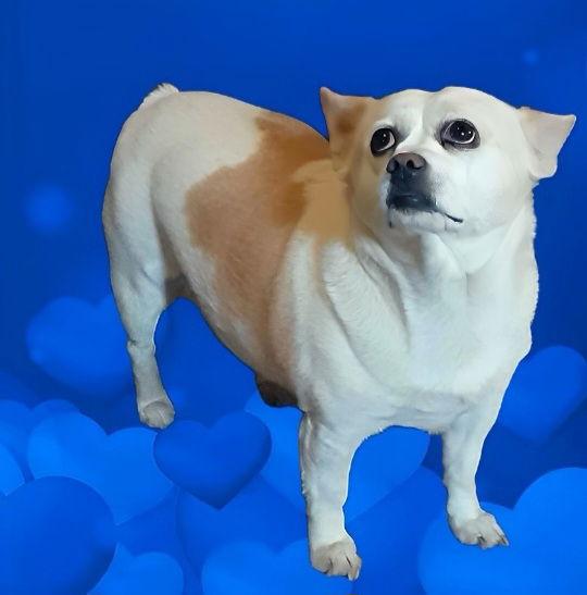 Enlarge Kona, a Adoptable Chihuahua in Mentone, CA image 1/3