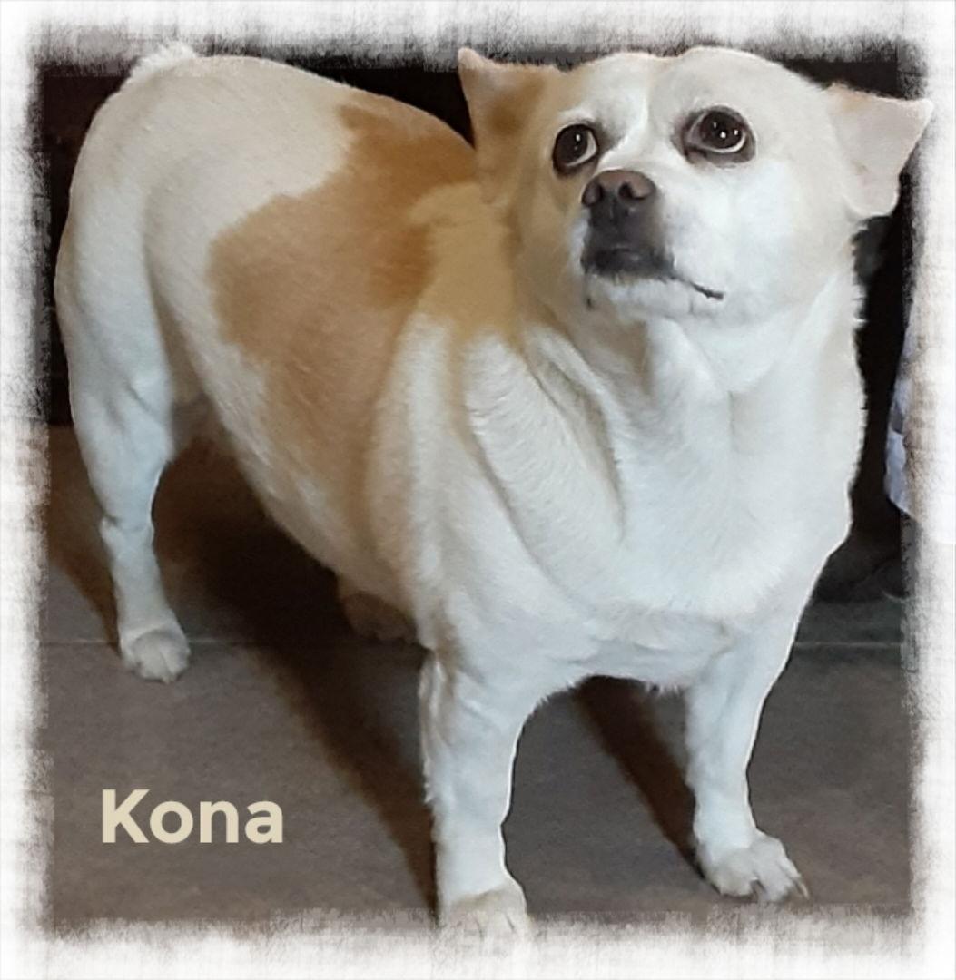 Enlarge Kona, a Adoptable Chihuahua in Mentone, CA image 2/3