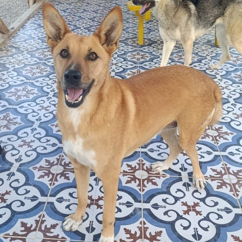 Enlarge Ms. Marvelous Tarcin, a Adoptable mixed breed in Vancouver, BC image 2/6