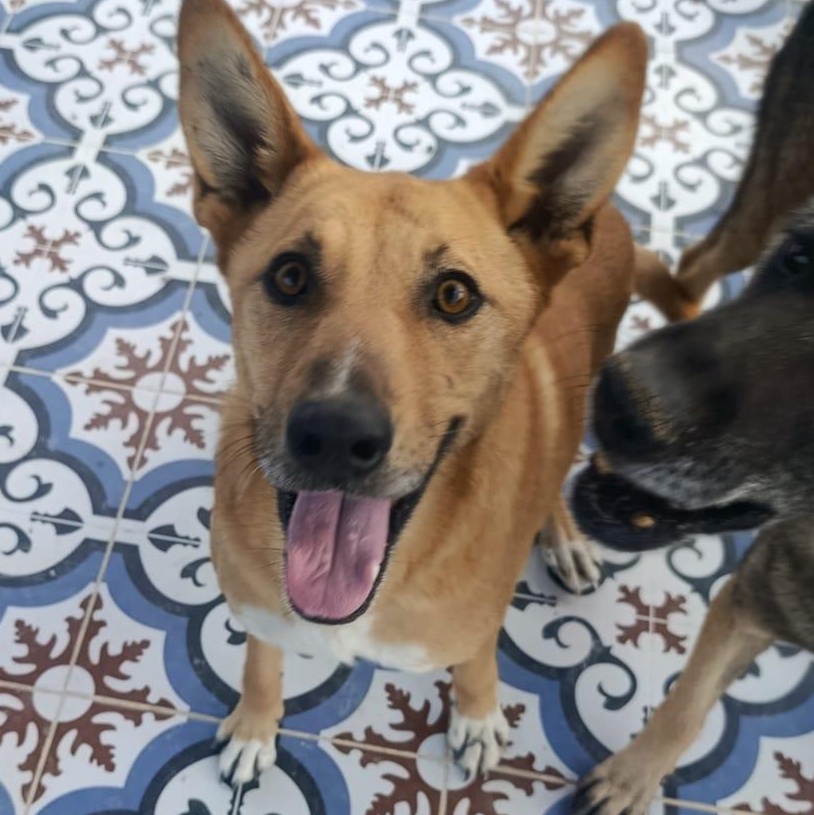 Enlarge Ms. Marvelous Tarcin, a Adoptable mixed breed in Vancouver, BC image 3/6