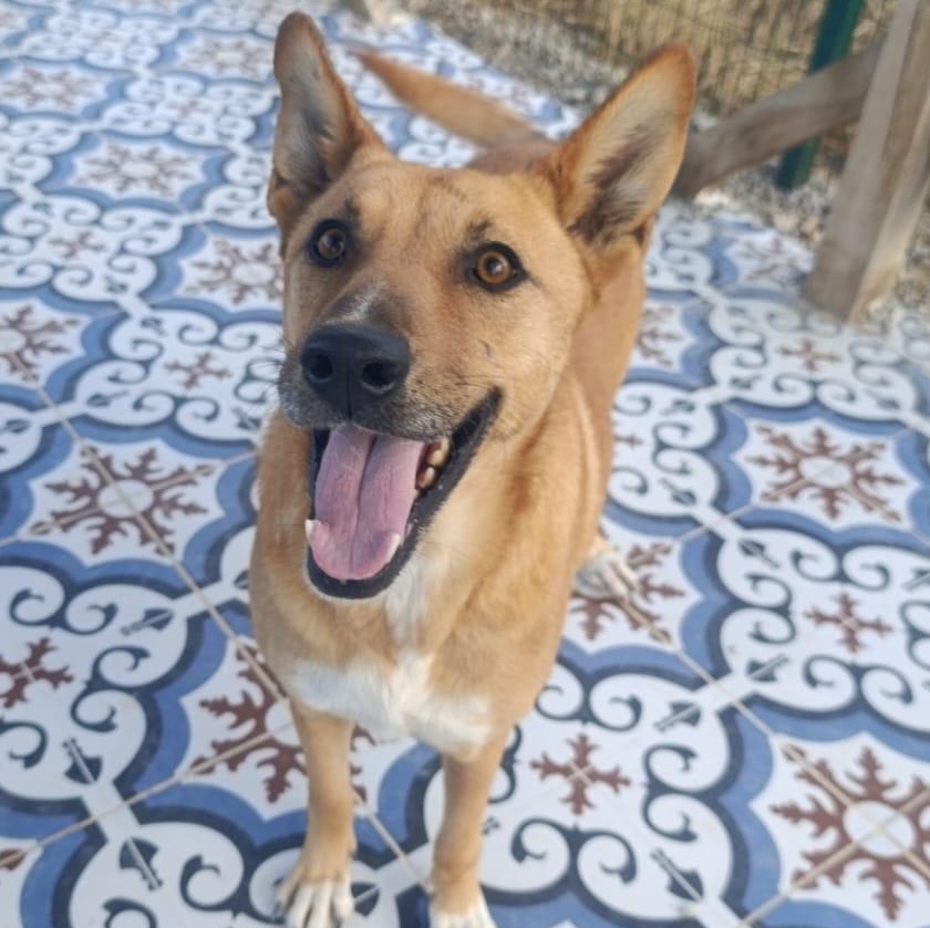 Enlarge Ms. Marvelous Tarcin, a Adoptable mixed breed in Vancouver, BC image 5/6