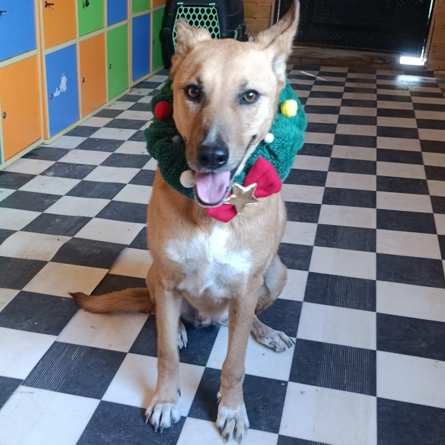 Enlarge Ms. Marvelous Tarcin, a Adoptable mixed breed in Vancouver, BC image 6/6