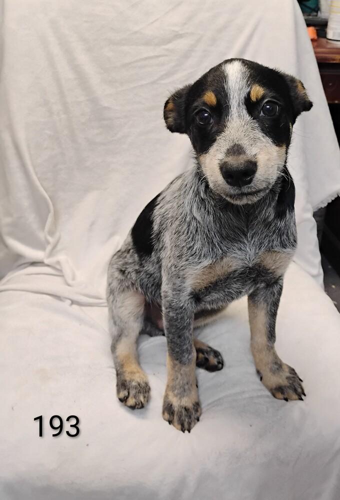 Josh #193, Adoptable, Puppy Male Australian Cattle Dog / Blue Heeler.