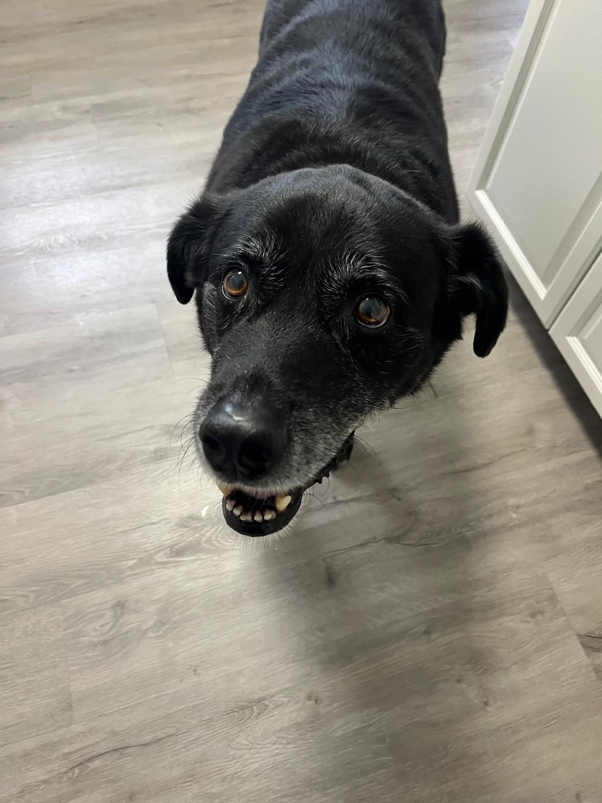 Bear, a ADOPTABLE Labrador Retriever in Oakville, ON image 4/6