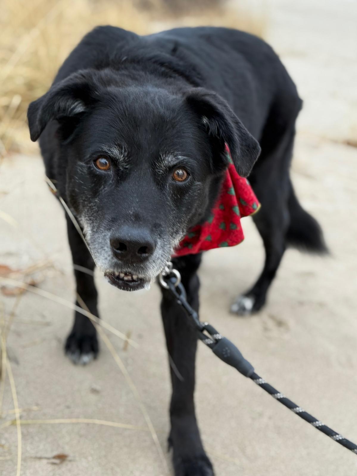 Bear, a ADOPTABLE Labrador Retriever in Oakville, ON image 5/6