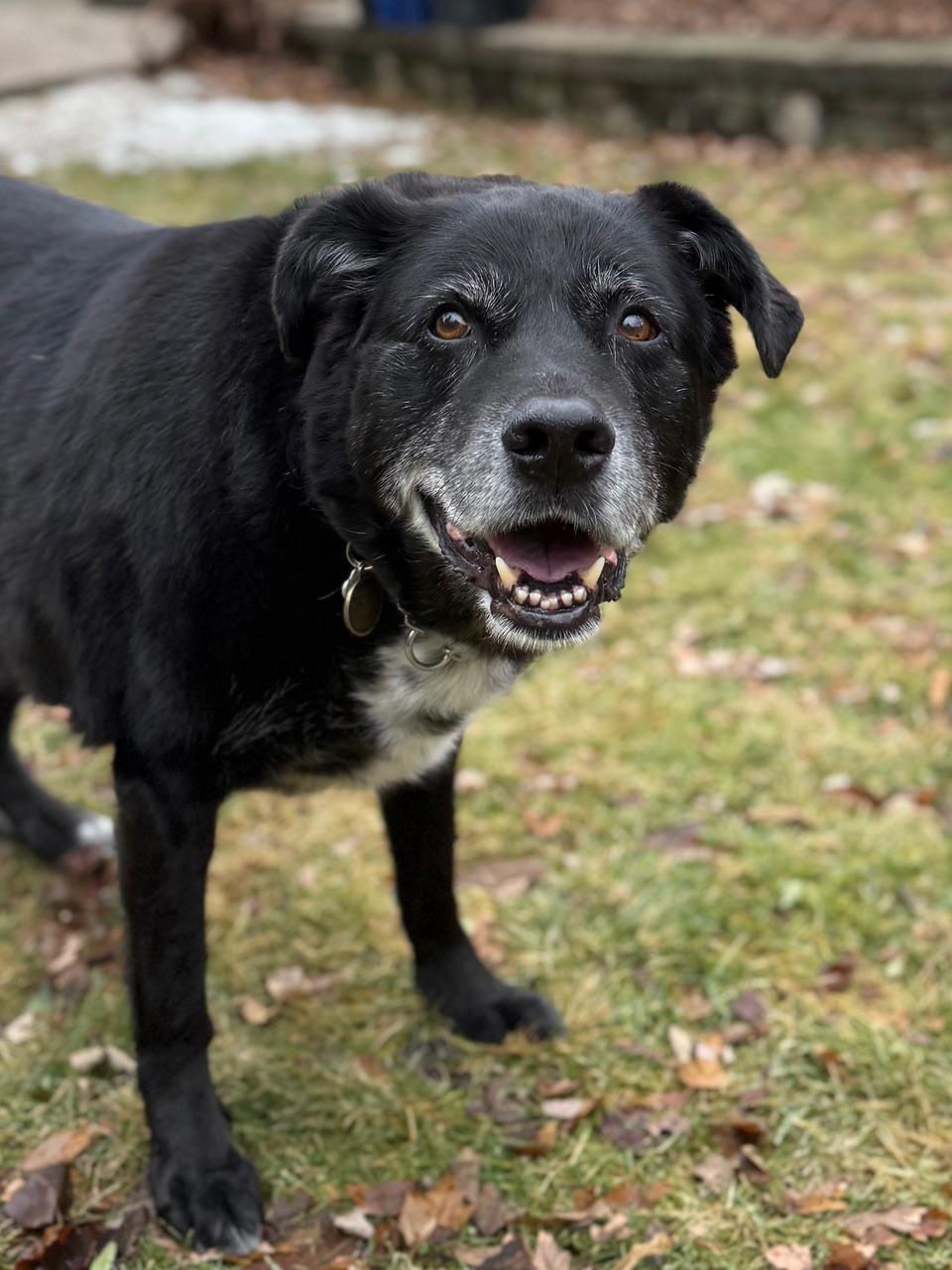 Bear, a ADOPTABLE Labrador Retriever in Oakville, ON image 2/6