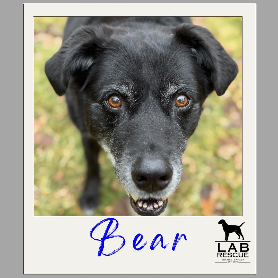 Bear, ADOPTABLE, Senior Male Labrador Retriever.