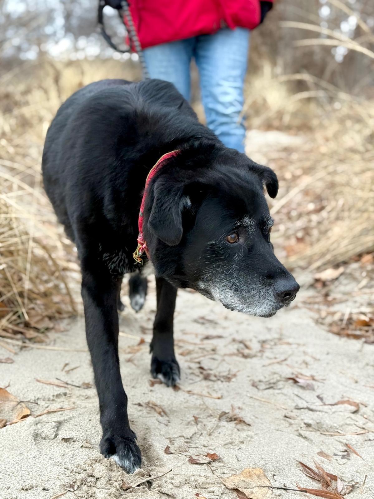 Bear, a ADOPTABLE Labrador Retriever in Oakville, ON image 6/6