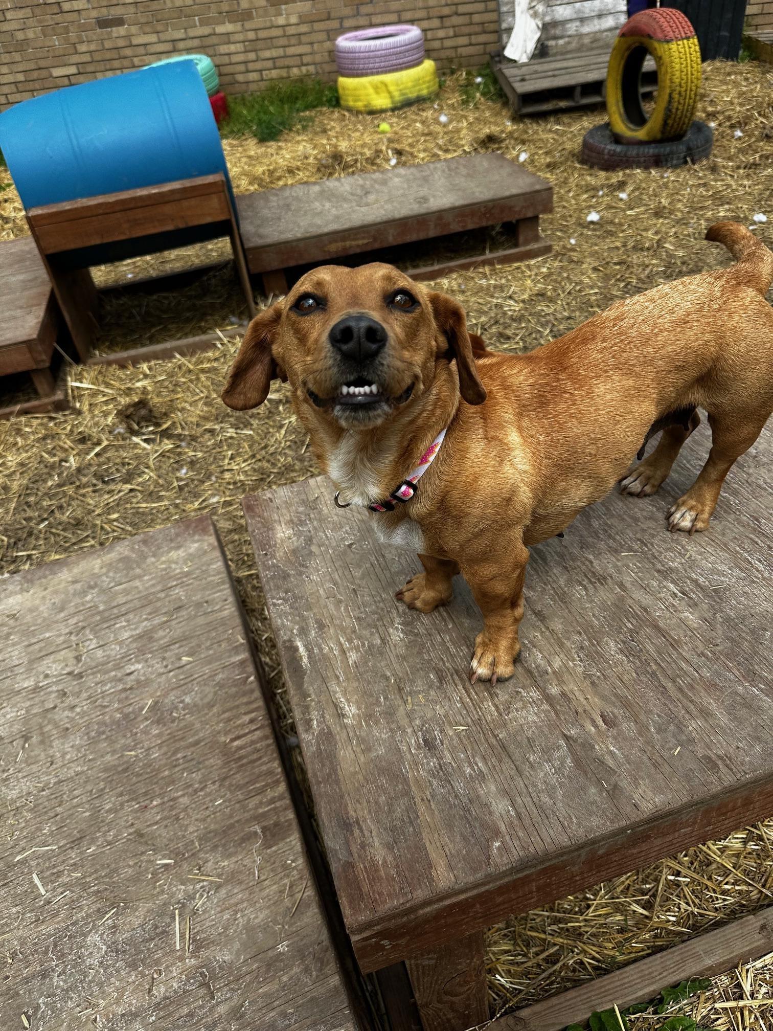 Alice, a Adoptable mixed breed in INDIANAPOLIS, IN image 2/3