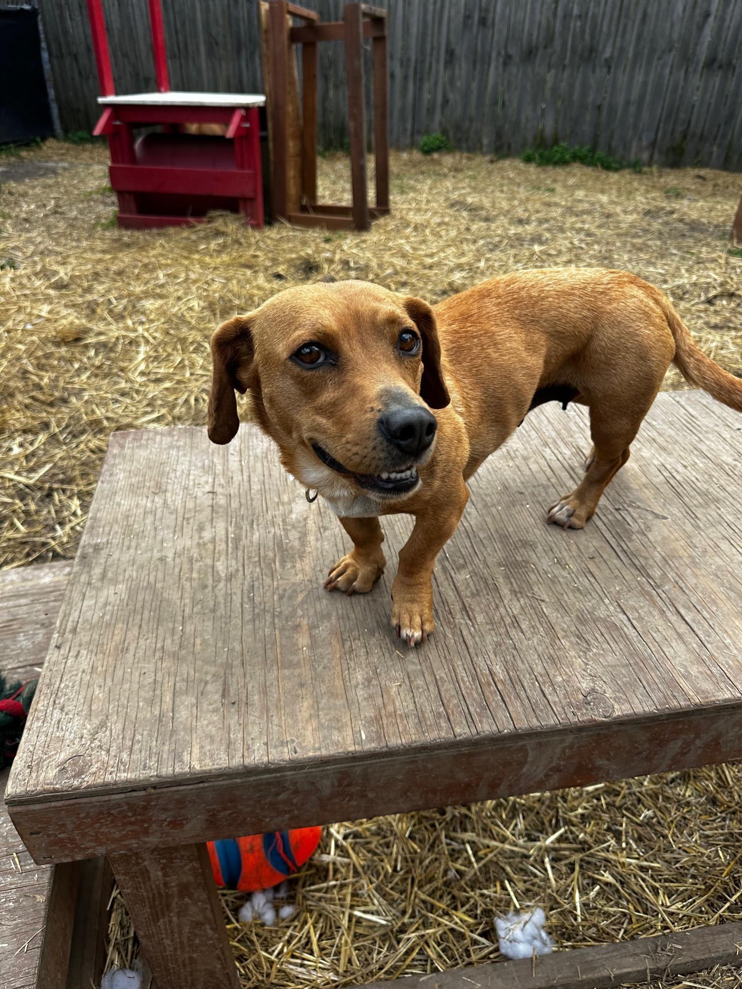 Alice, a Adoptable mixed breed in INDIANAPOLIS, IN image 3/3