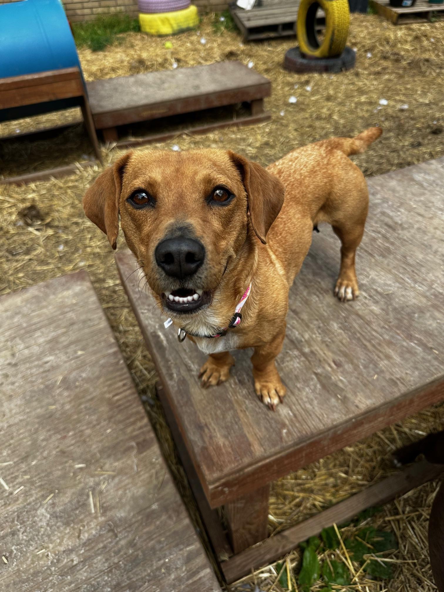 Alice, Adoptable, Young Female Pit Bull Terrier & Dachshund.