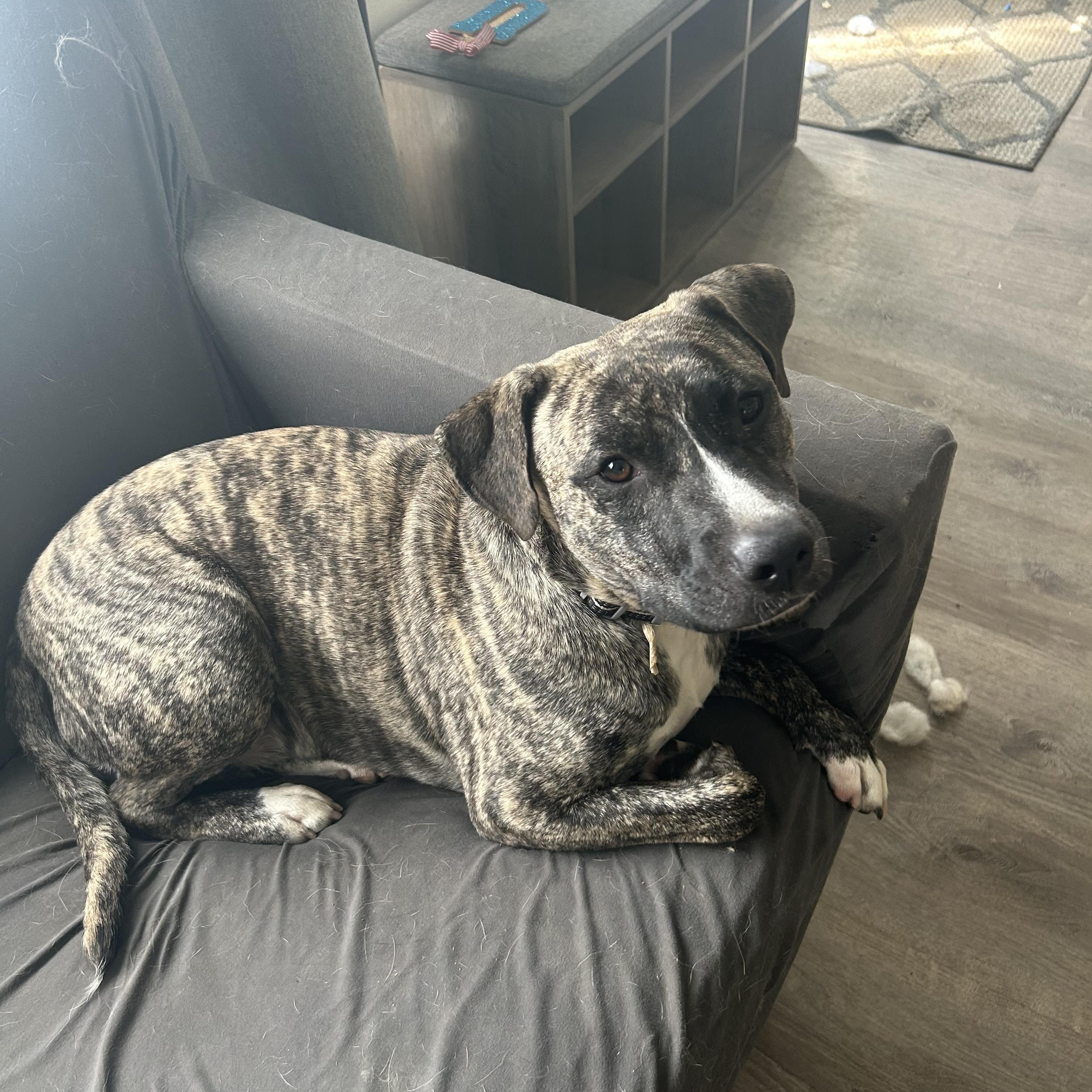 Enlarge Ricky, a ADOPTABLE mixed breed in Oswego, IL image 5/5