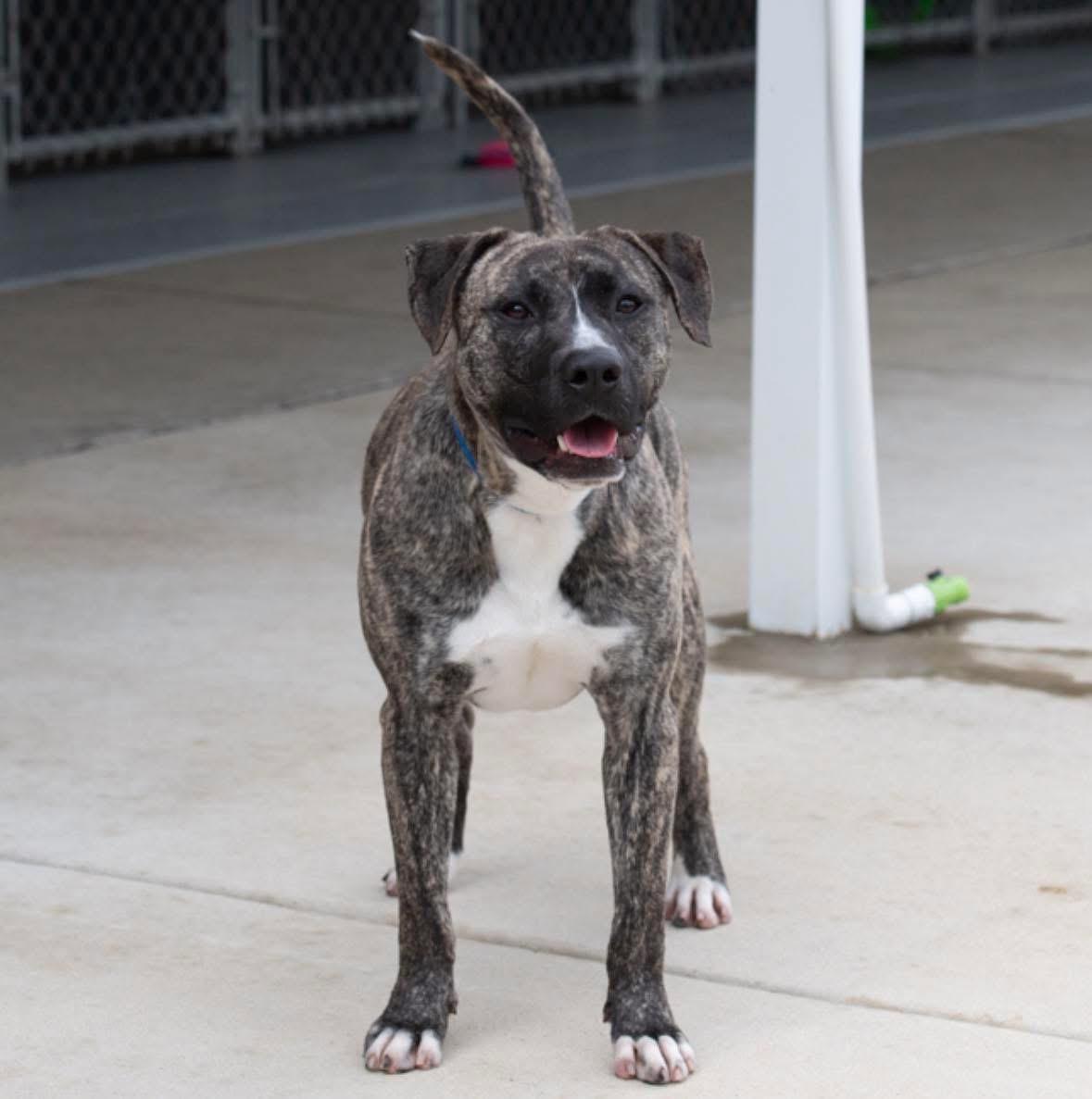 Ricky, ADOPTABLE, Young Male Pit Bull Terrier & Plott Hound.