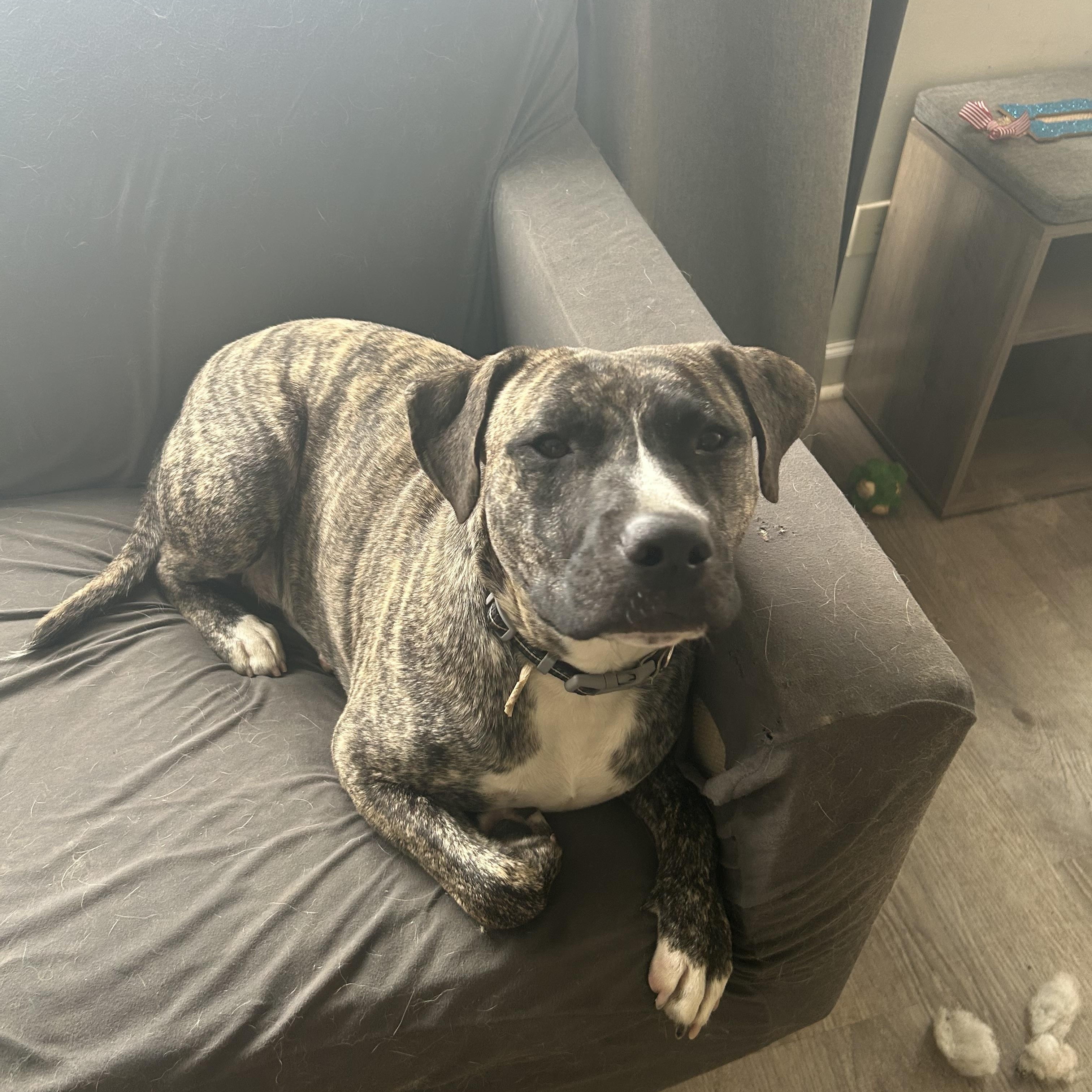 Enlarge Ricky, a ADOPTABLE mixed breed in Oswego, IL image 4/5