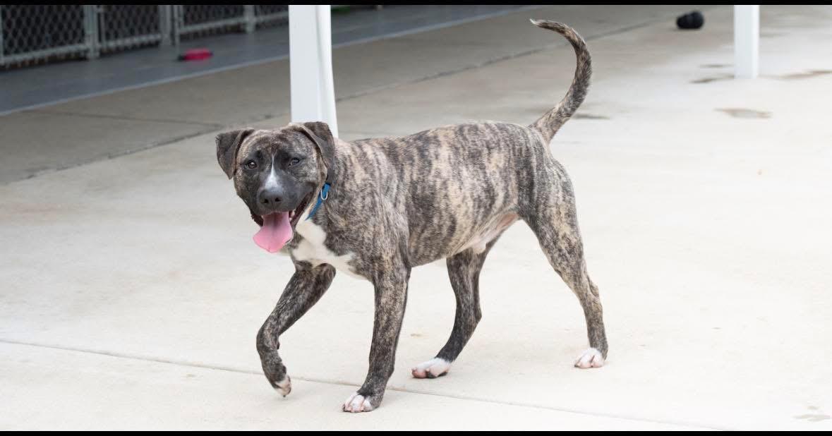 Enlarge Ricky, a ADOPTABLE mixed breed in Oswego, IL image 2/5