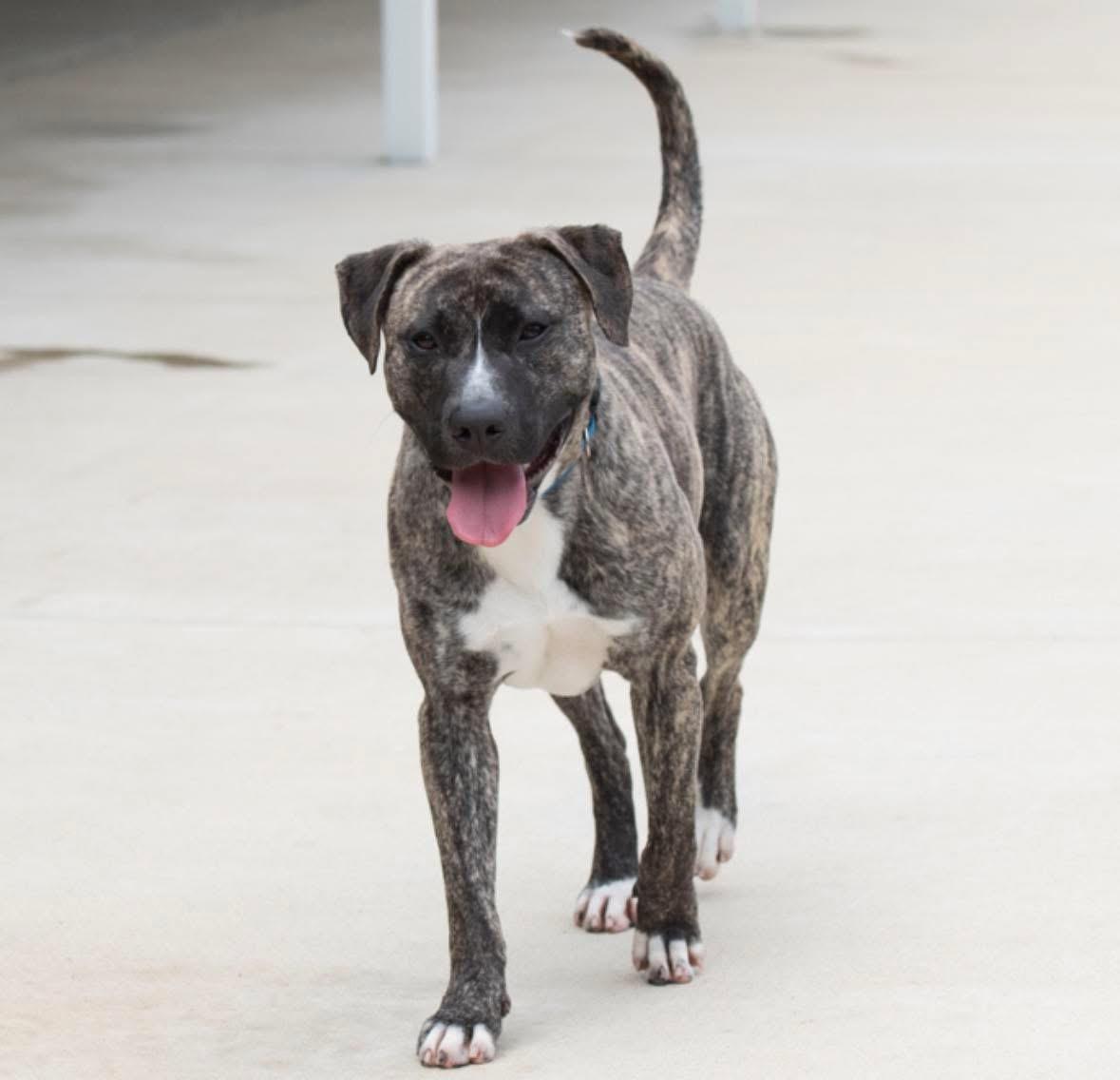 Enlarge Ricky, a ADOPTABLE mixed breed in Oswego, IL image 3/5