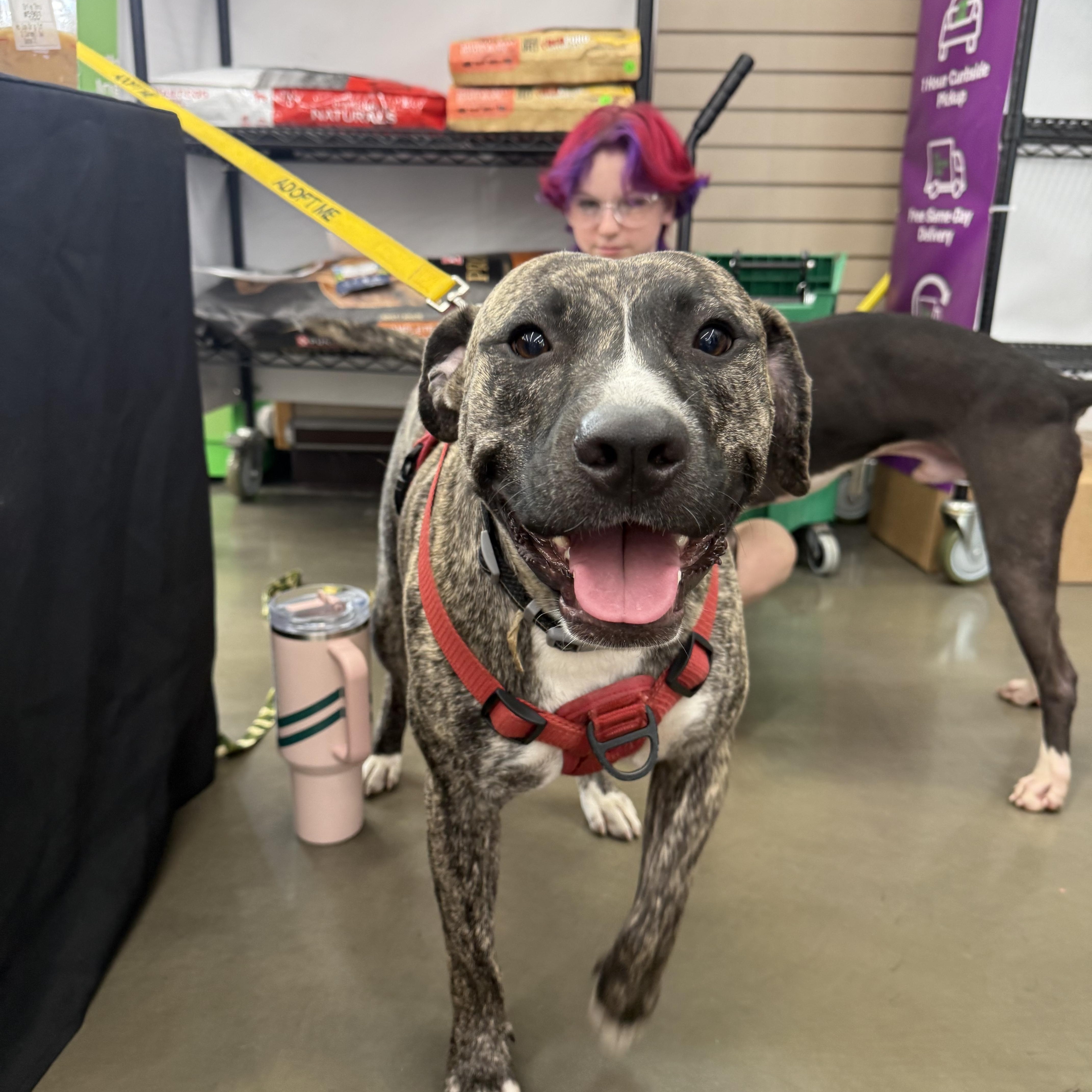 Ricky, a ADOPTABLE mixed breed in Oswego, IL image 1/6