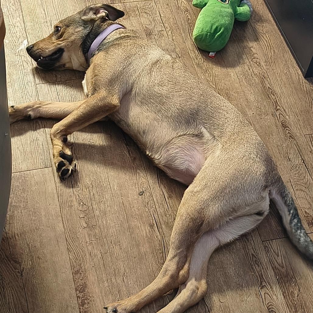 Cherry, Adoptable, Young Female Mixed Breed.