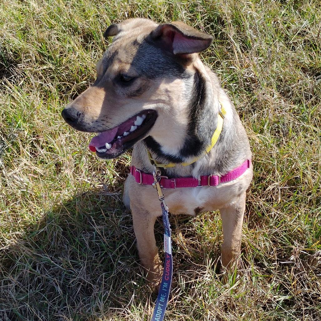 Enlarge Cherry, a Adoptable Mixed Breed in Tulsa, OK image 2/6