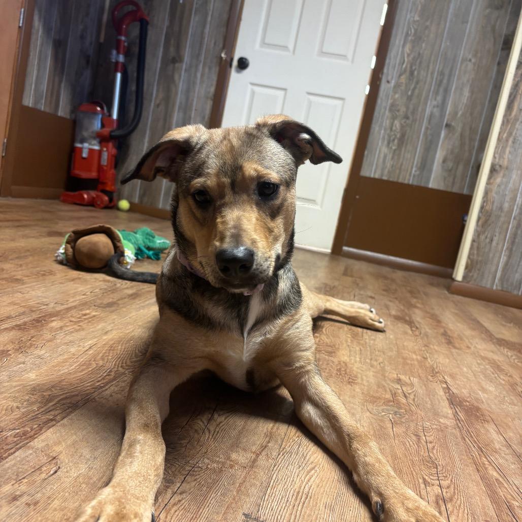 Enlarge Cherry, a Adoptable Mixed Breed in Tulsa, OK image 3/6