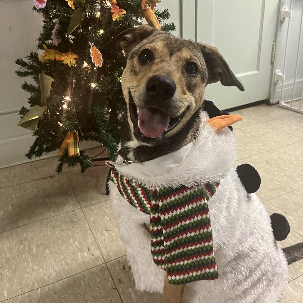 Enlarge Cherry, a Adoptable Mixed Breed in Tulsa, OK image 4/6