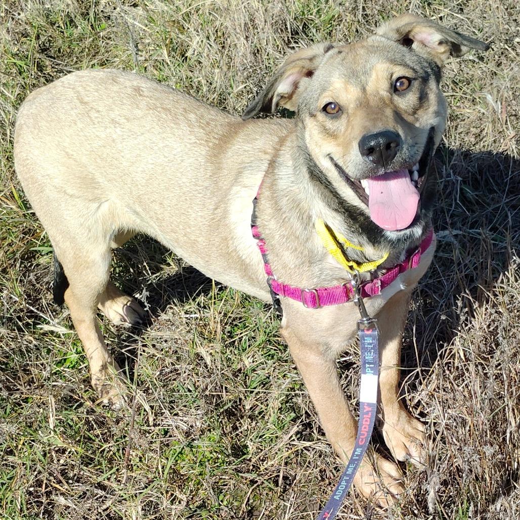 Enlarge Cherry, a Adoptable Mixed Breed in Tulsa, OK image 6/6