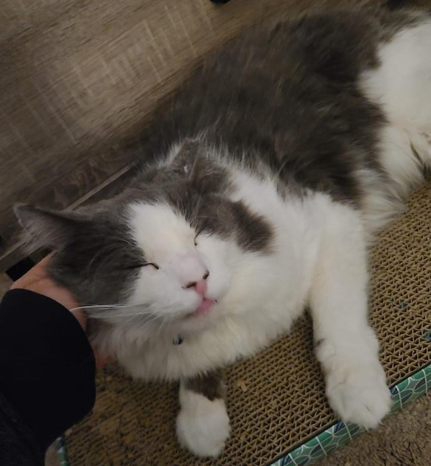 Patrick, Adoptable, Adult Male Domestic Medium Hair.