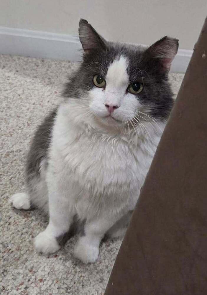 Patrick, Adoptable, Adult Male Domestic Medium Hair.