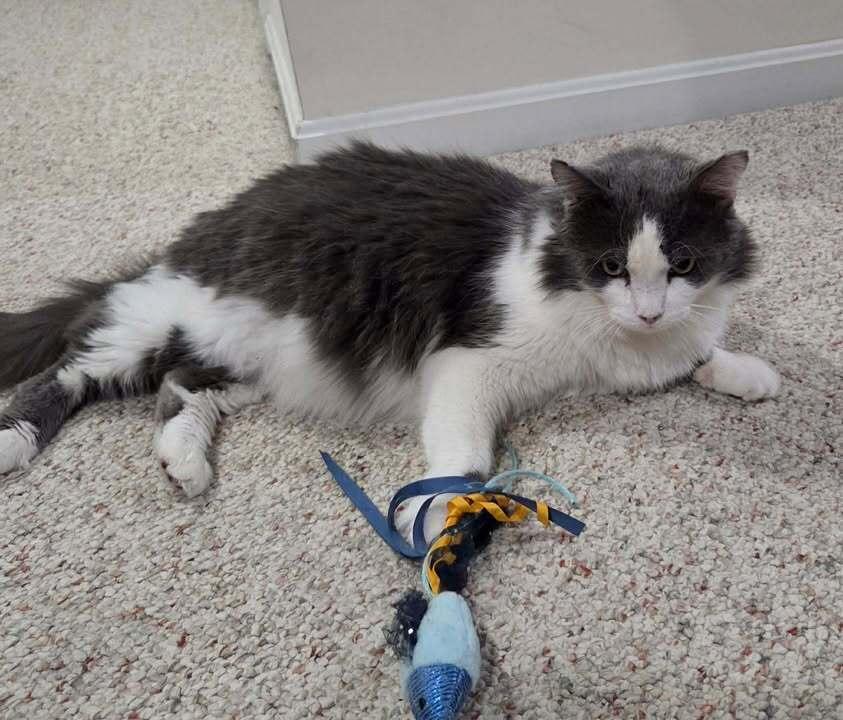 Enlarge Patrick, a Adoptable mixed breed in Woodbridge, VA image 2/6