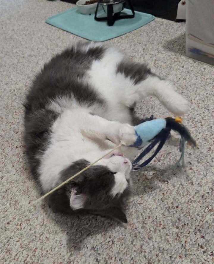 Enlarge Patrick, a Adoptable mixed breed in Woodbridge, VA image 3/6