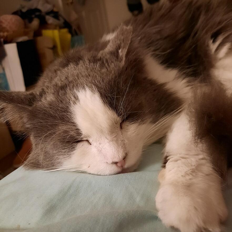 Enlarge Patrick, a Adoptable mixed breed in Woodbridge, VA image 5/5