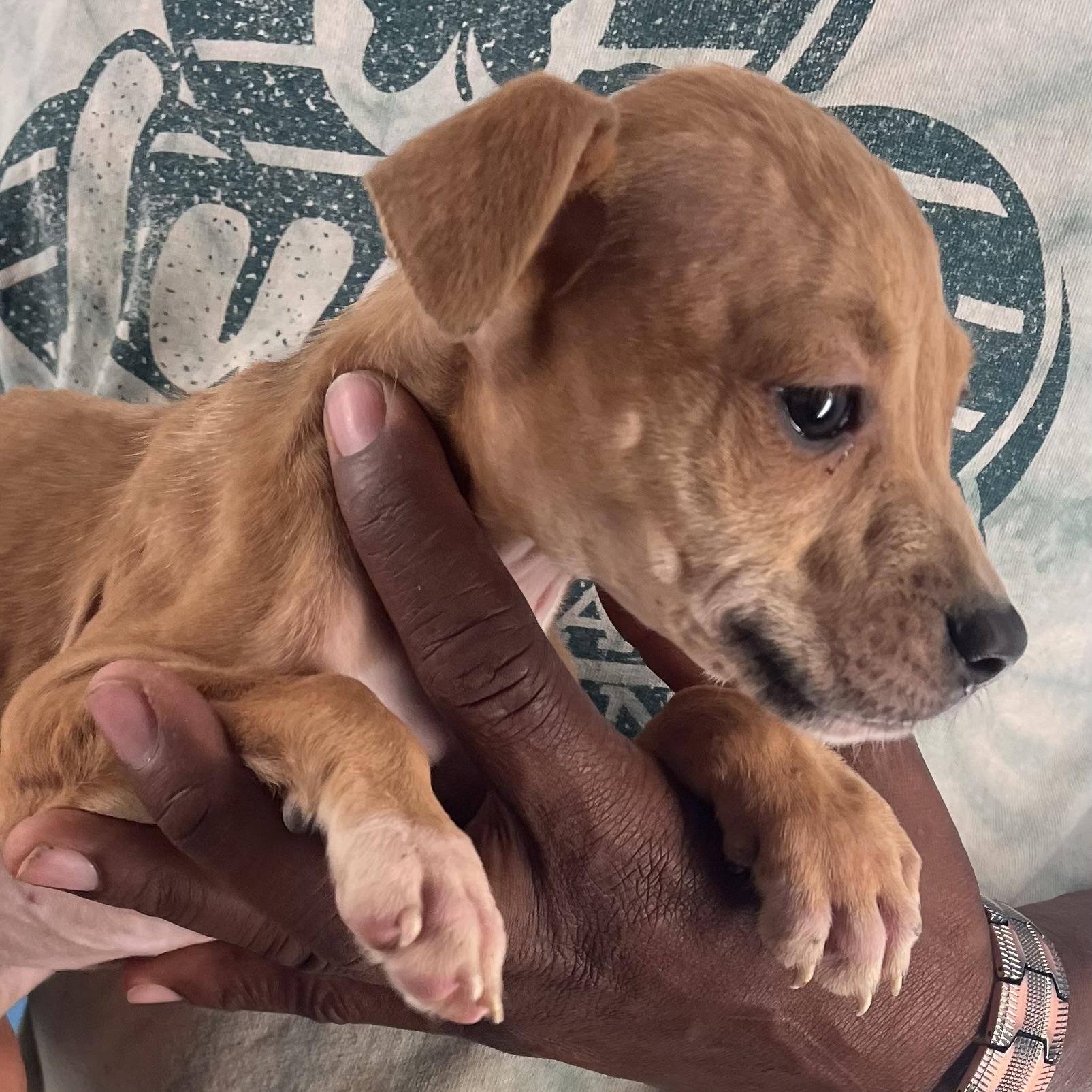 Piper  Local Nov thumbnail 6