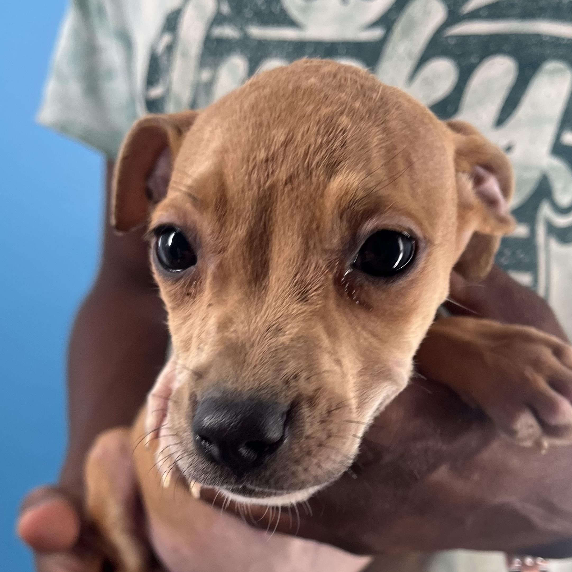 Piper  Local Nov thumbnail 5