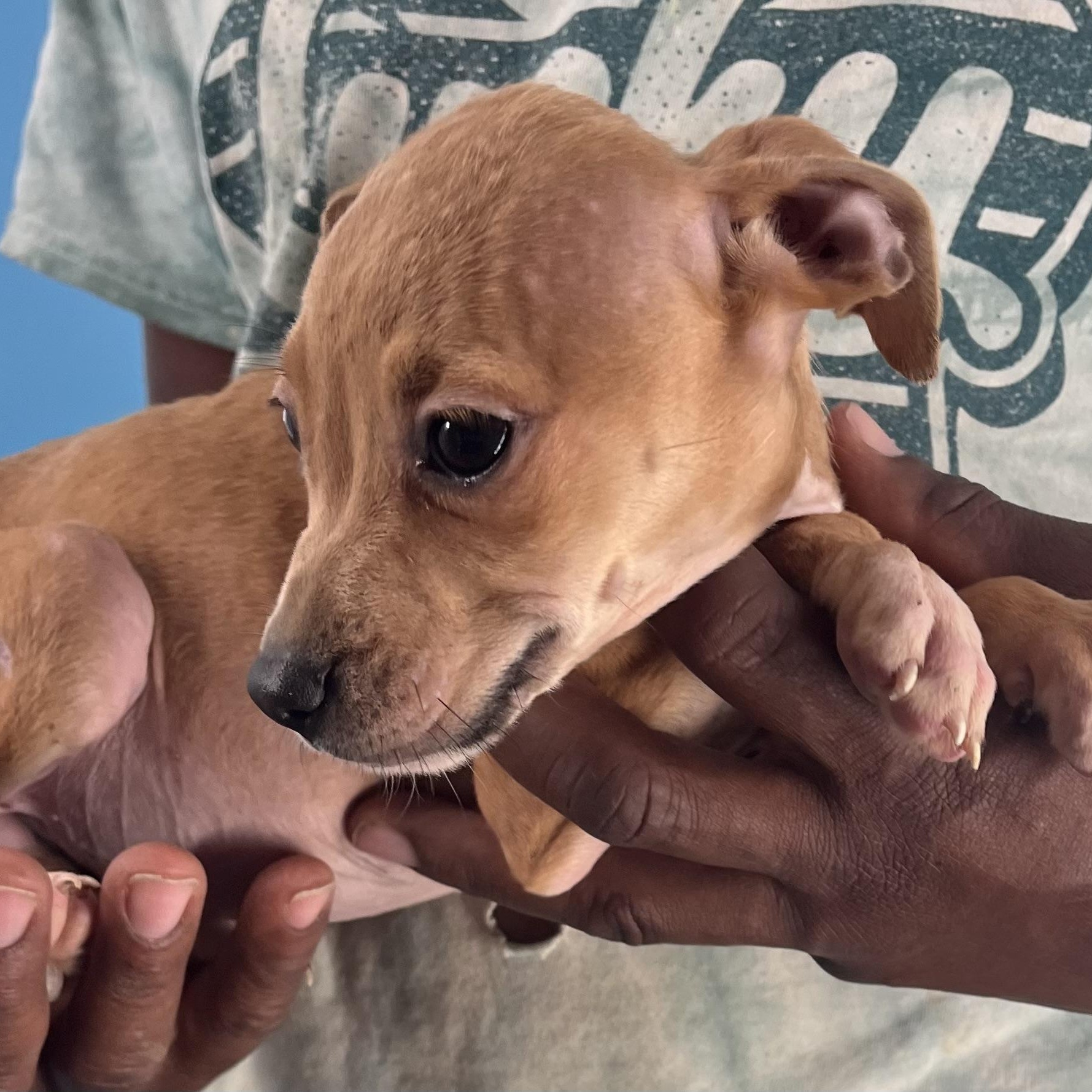 Piper  Local Nov thumbnail 2