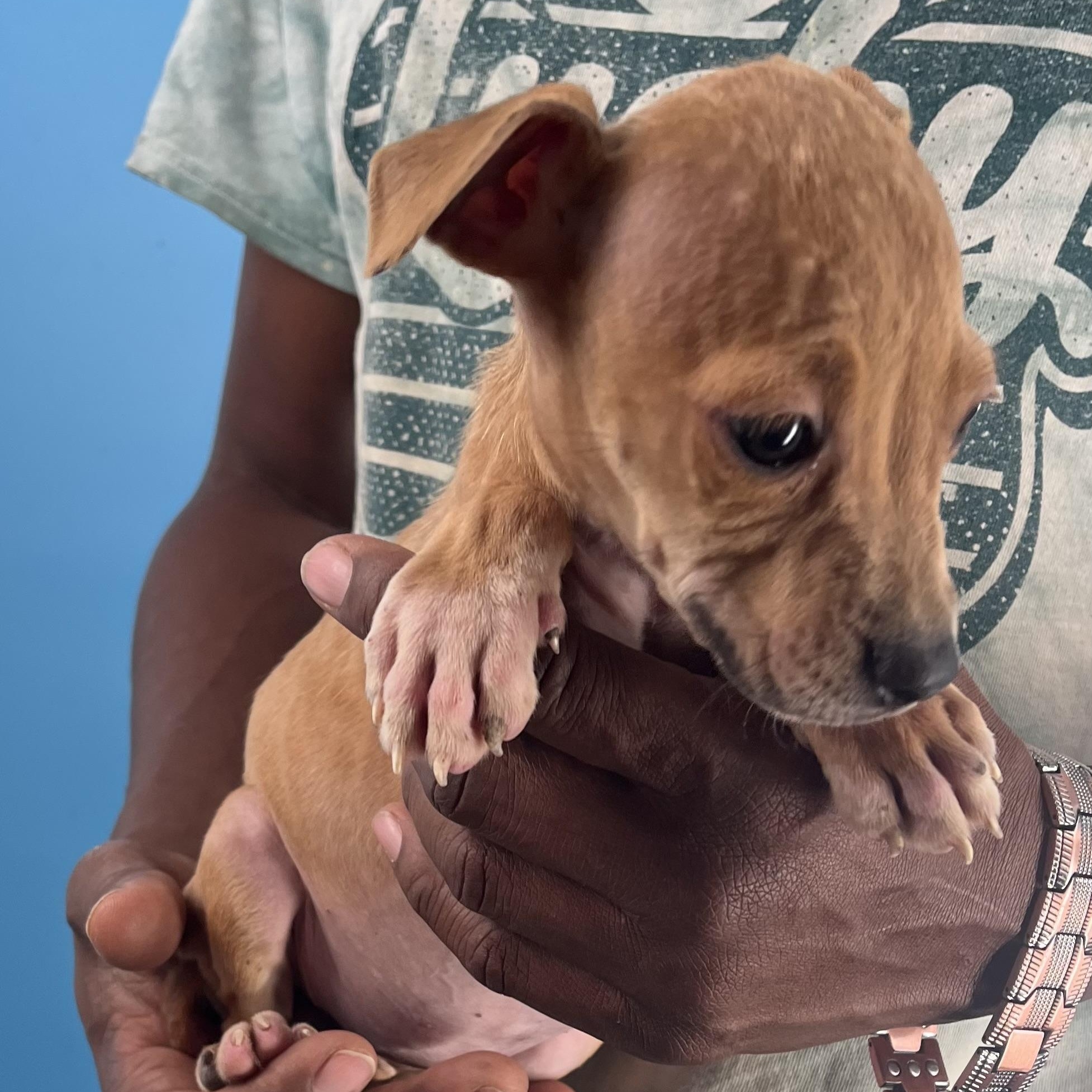 Piper  Local Nov thumbnail 4