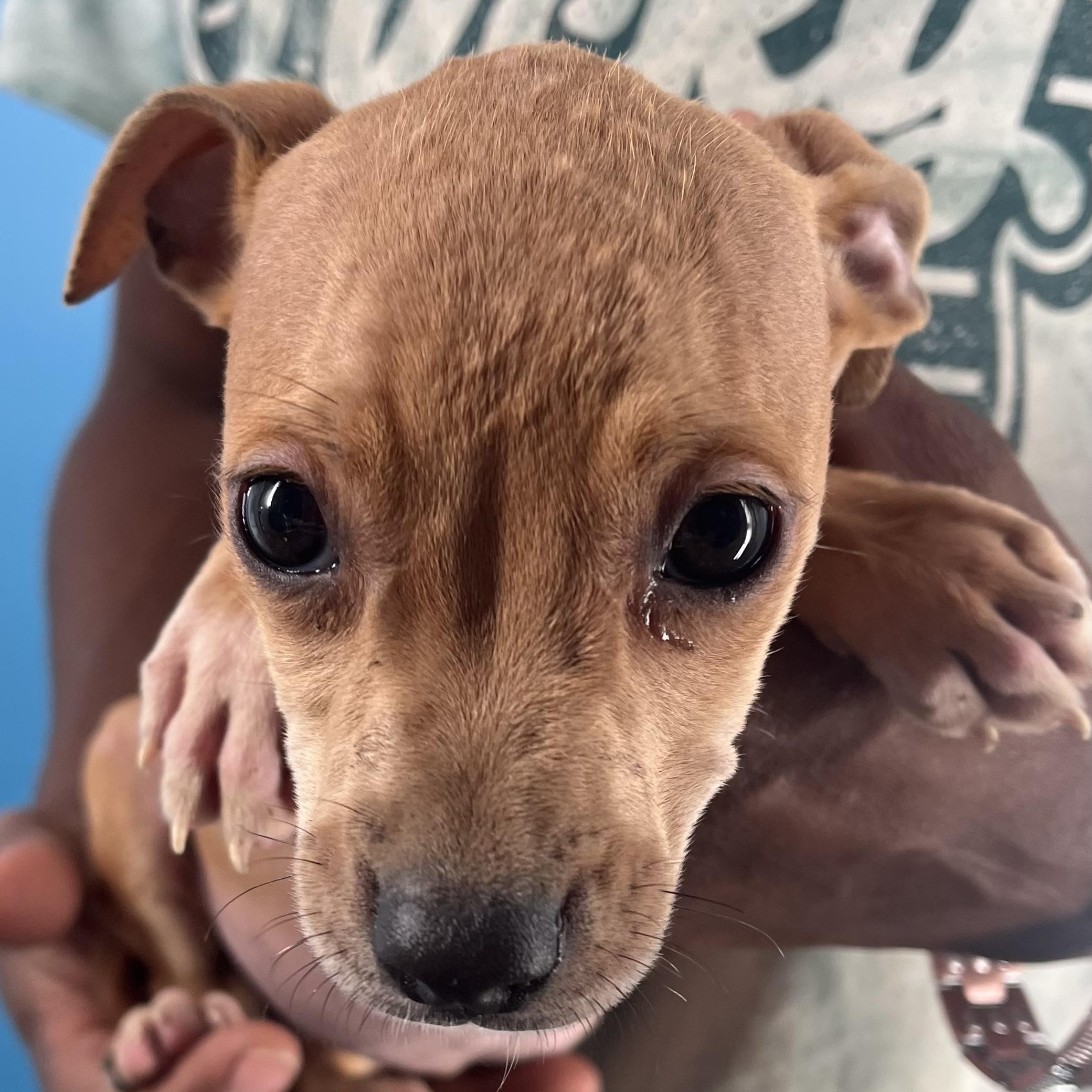 Piper  Local Nov thumbnail 3