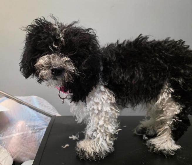 Enlarge Stella, a Adoptable mixed breed in Chicago, IL image 3/5
