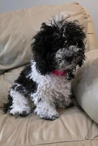Enlarge Stella, a Adoptable mixed breed in Chicago, IL image 2/5