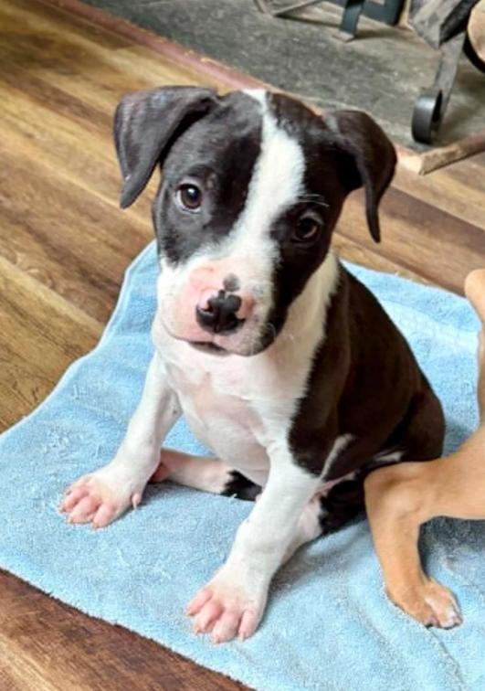 Goose, a ADOPTABLE mixed breed in Eutawville, SC image 5/6
