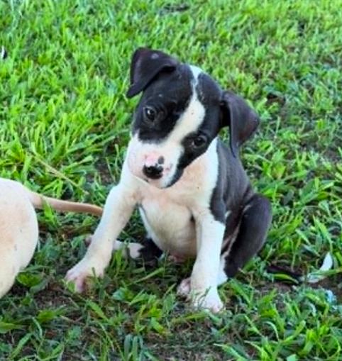 Goose, a ADOPTABLE mixed breed in Eutawville, SC image 6/6