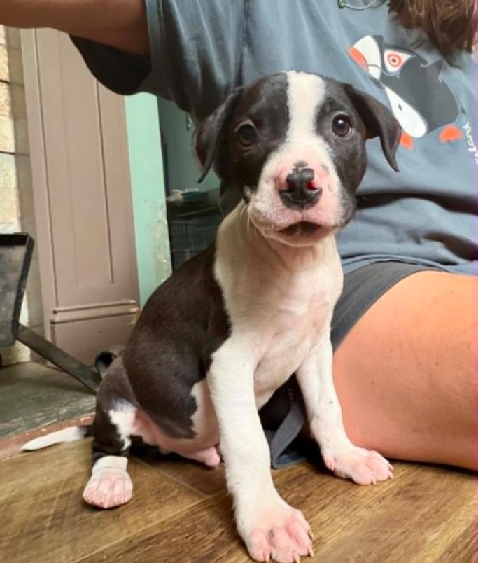 Goose, a ADOPTABLE mixed breed in Eutawville, SC image 4/6